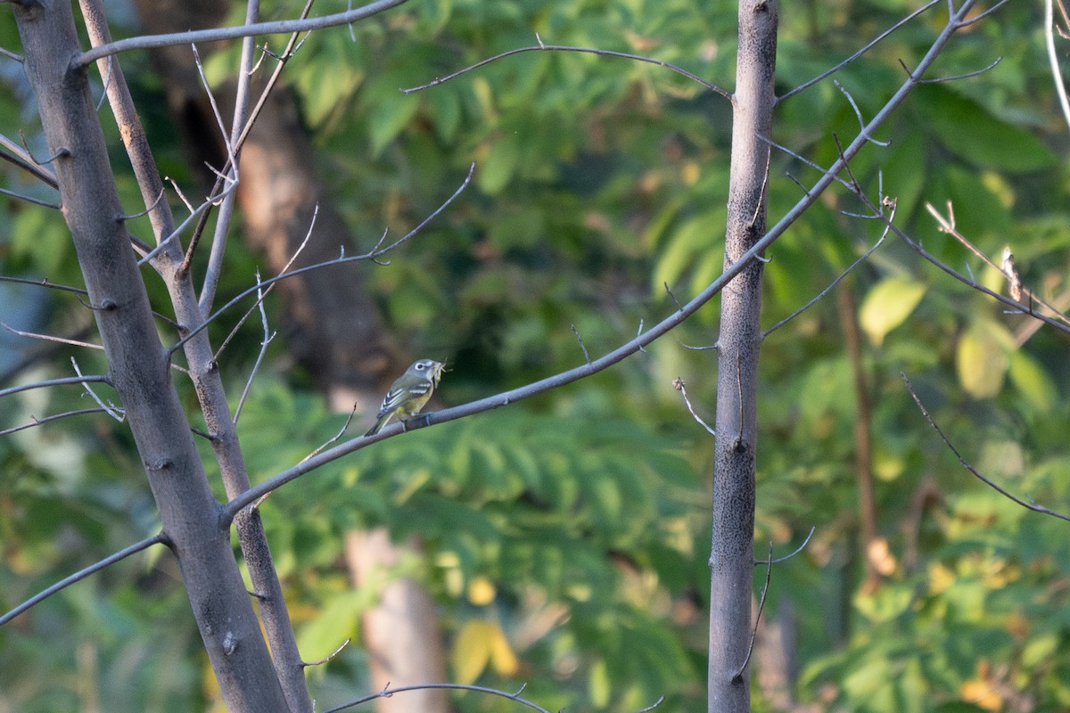 eremittvireo - ML642989527