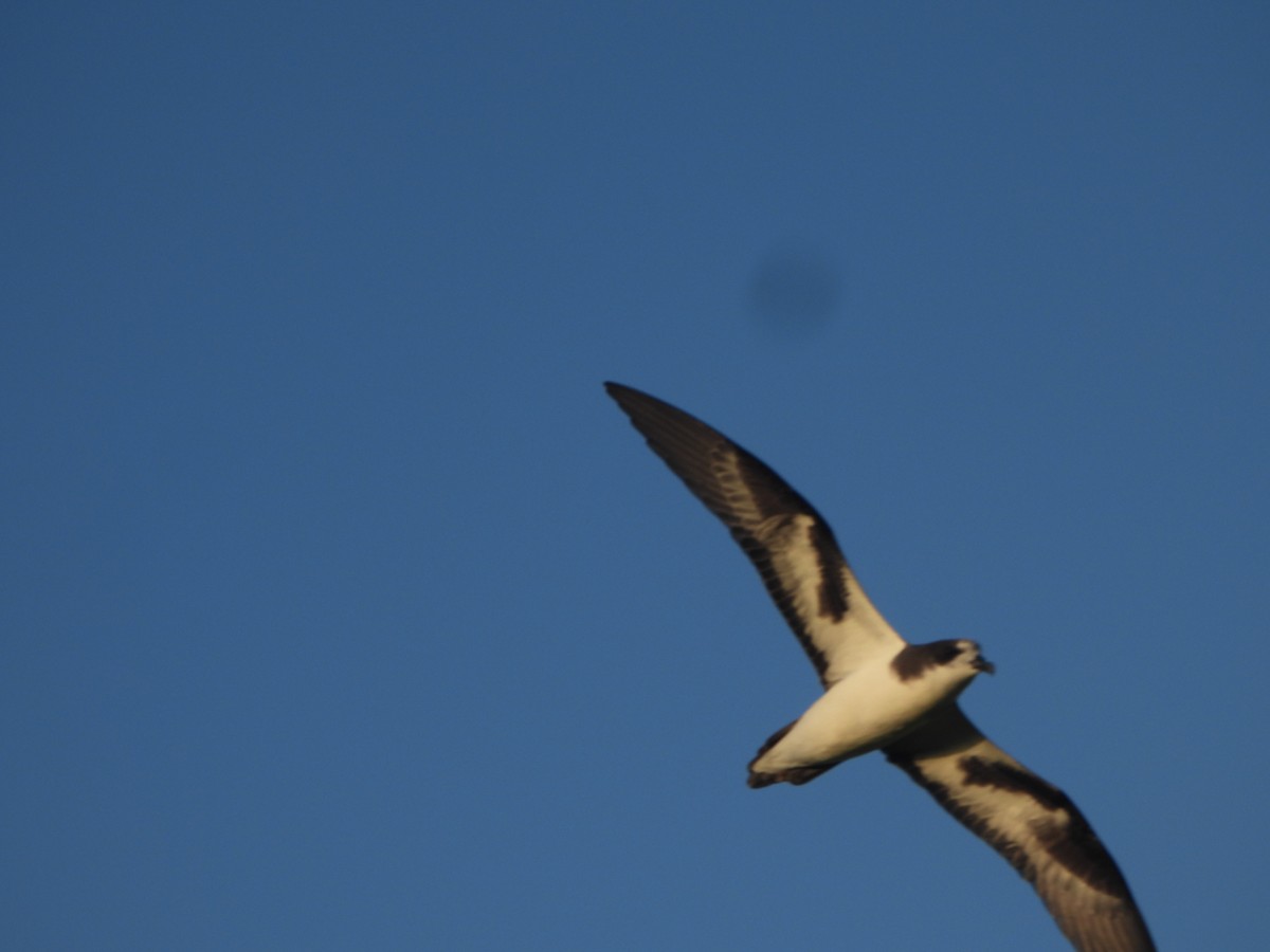 Bonin Petrel - ML642989541