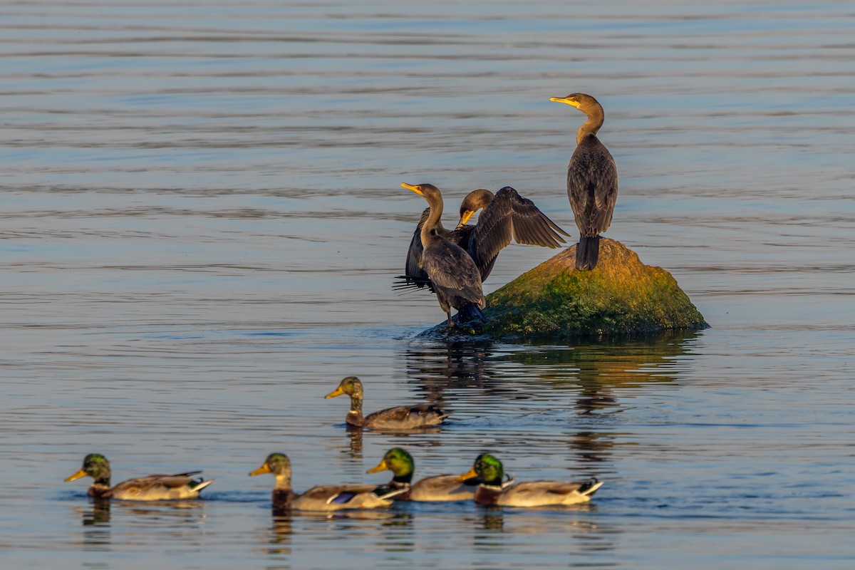 Double-crested Cormorant - ML642989553