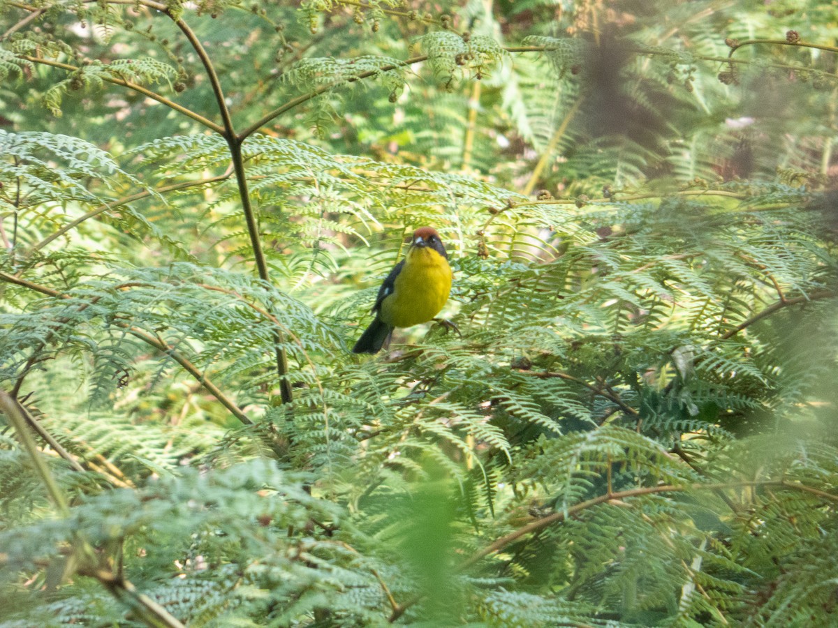 Atlapetes Pechiamarillo - ML642989575