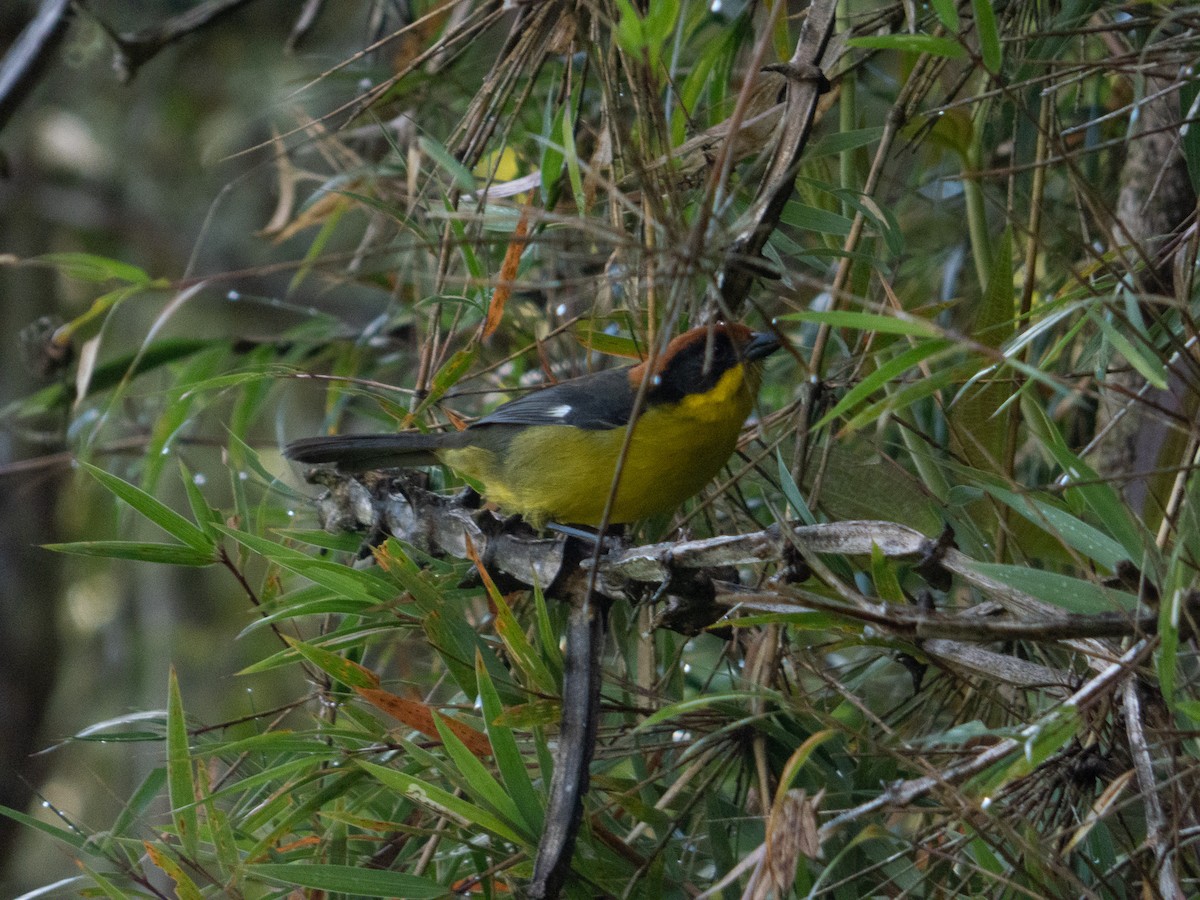 Atlapetes Pechiamarillo - ML642989576