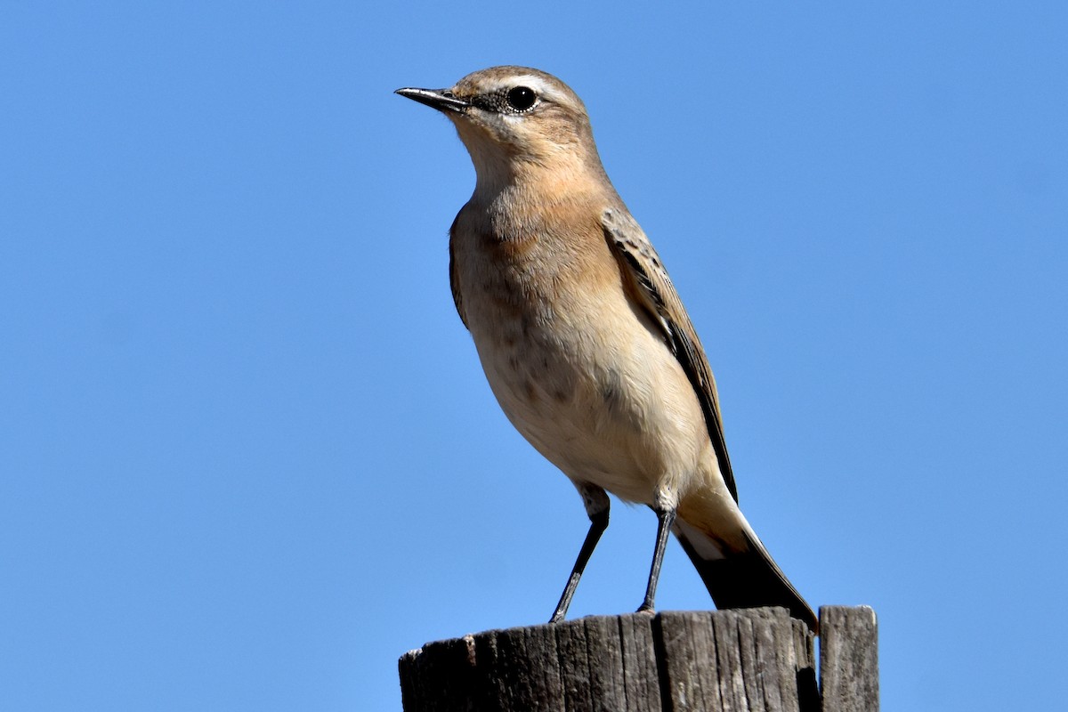 Buztanzuri arrunta - ML642989577