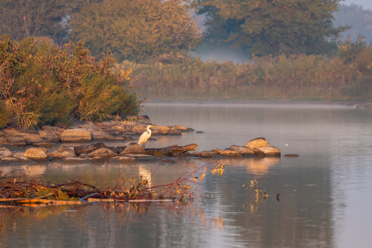 Цасч дэглий - ML642989588