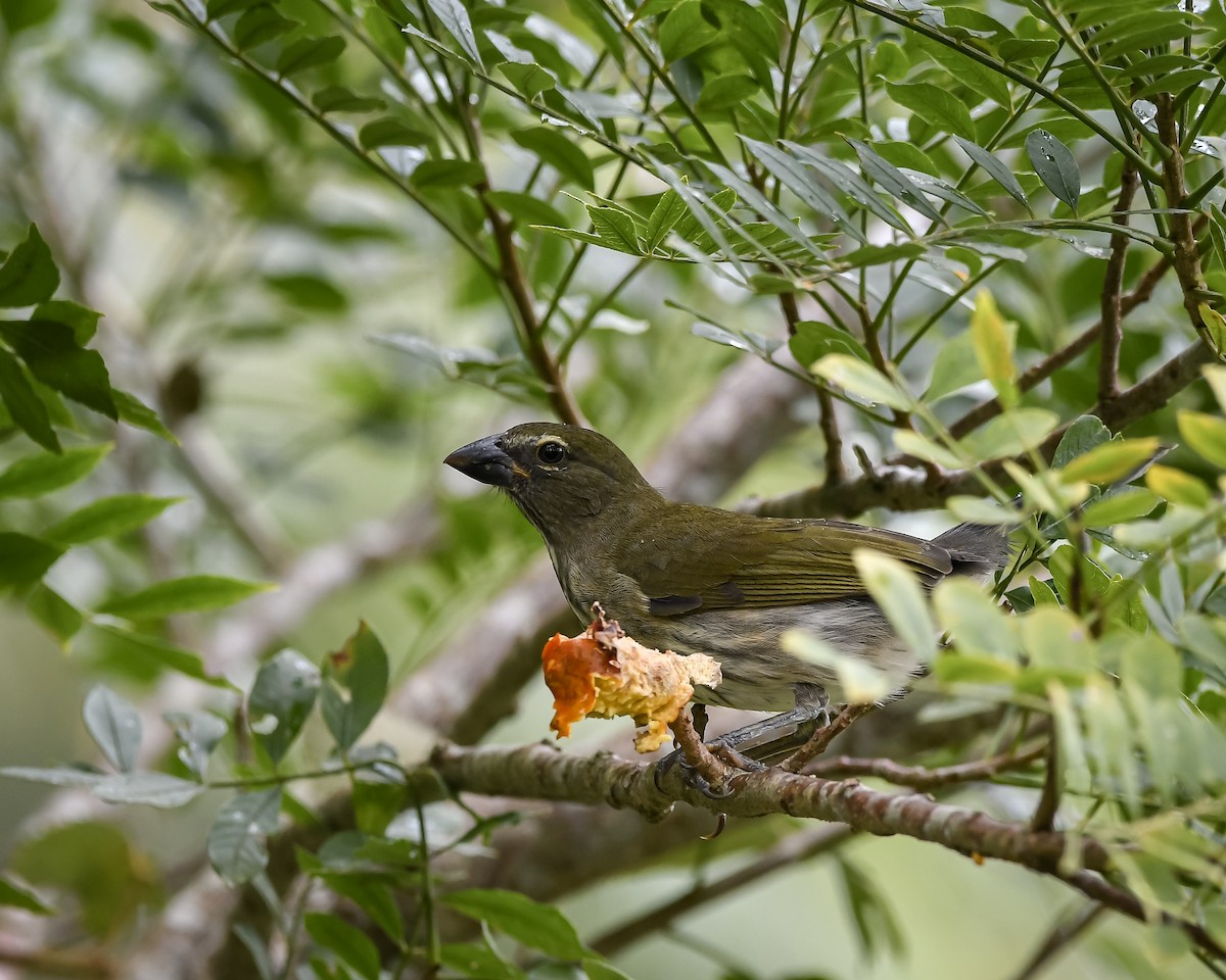 Streaked Saltator - ML642989596