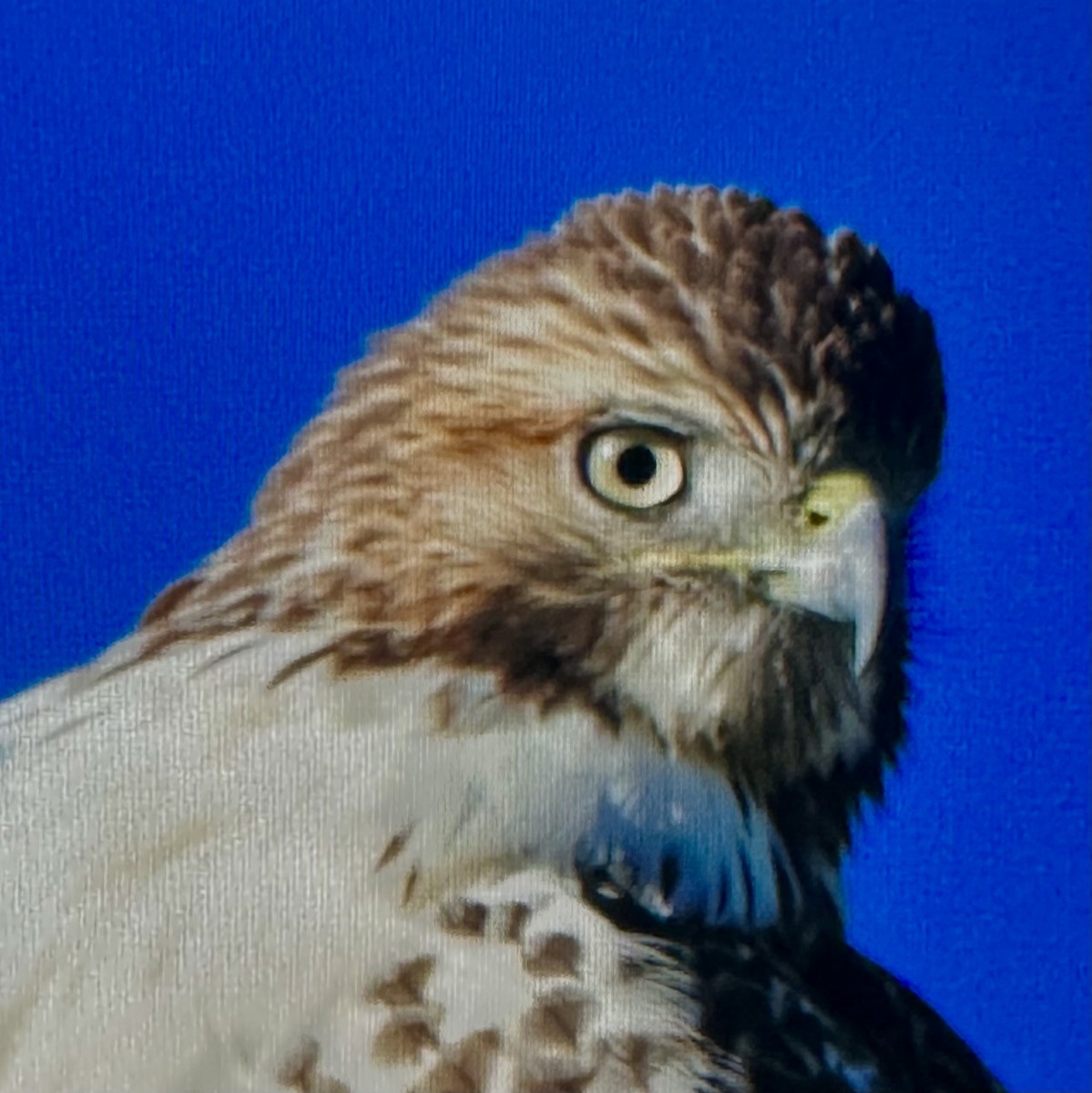 Red-tailed Hawk - ML642989603