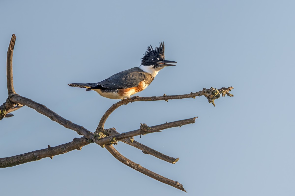 Belted Kingfisher - ML642989606