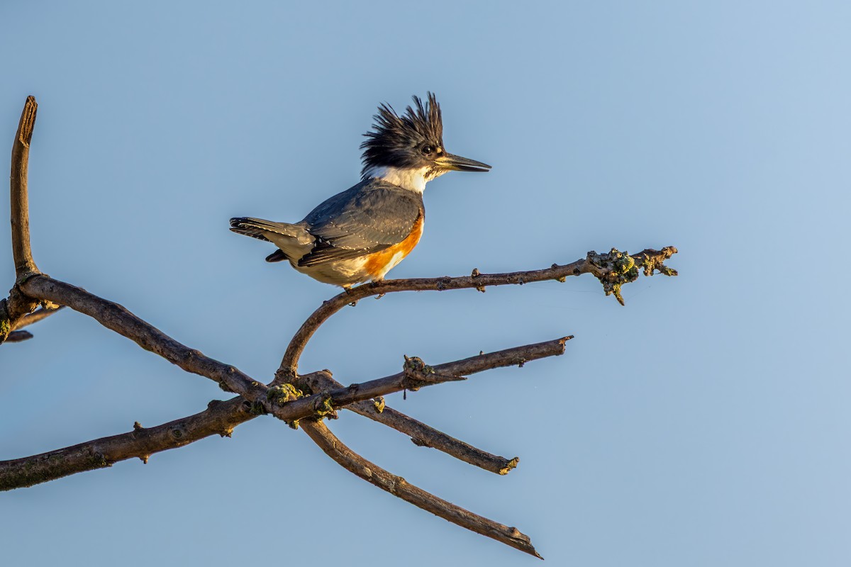 Belted Kingfisher - ML642989607