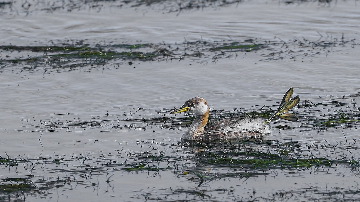 Red-necked Grebe - ML642989608