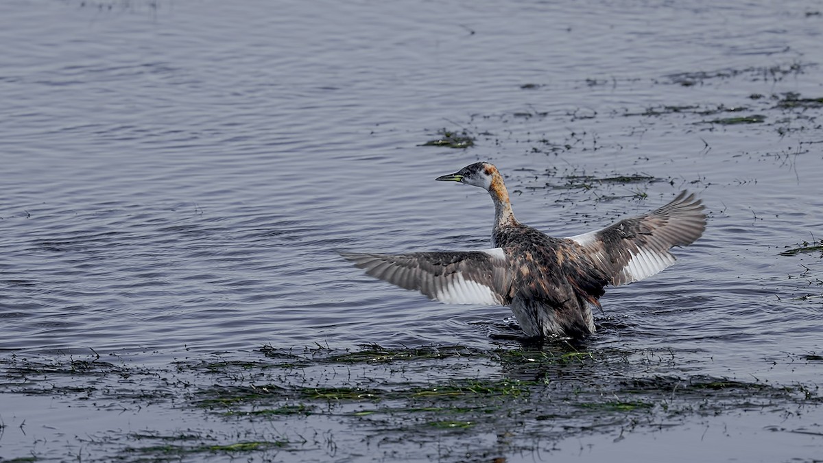 Red-necked Grebe - ML642989609