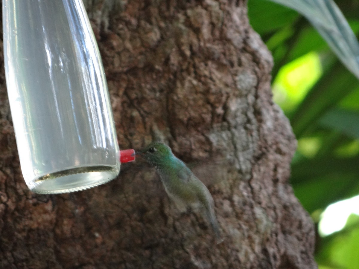 Glittering-throated Emerald - ML642989614