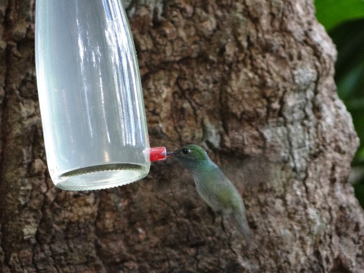 Glittering-throated Emerald - ML642989615