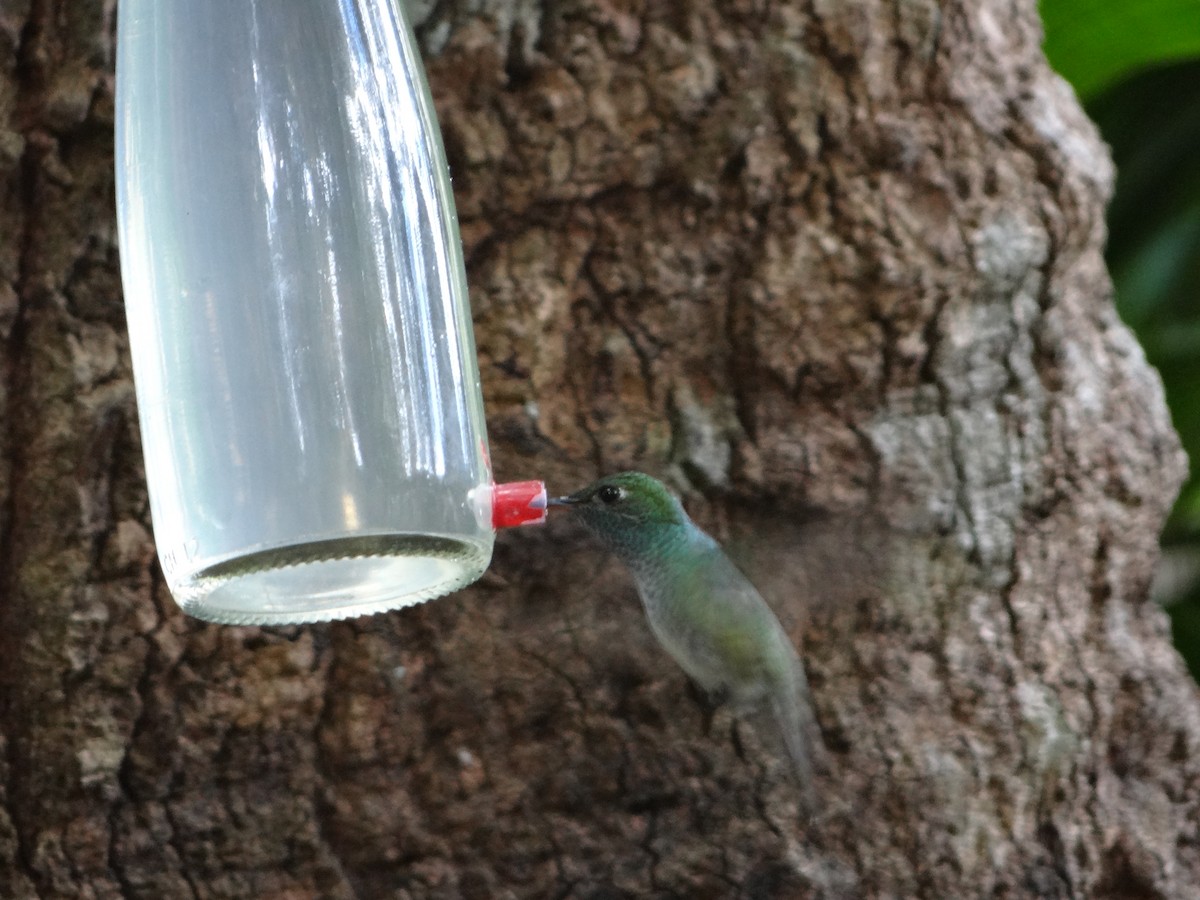 Glittering-throated Emerald - ML642989616