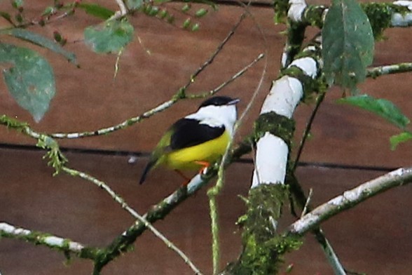 White-collared Manakin - ML642989617