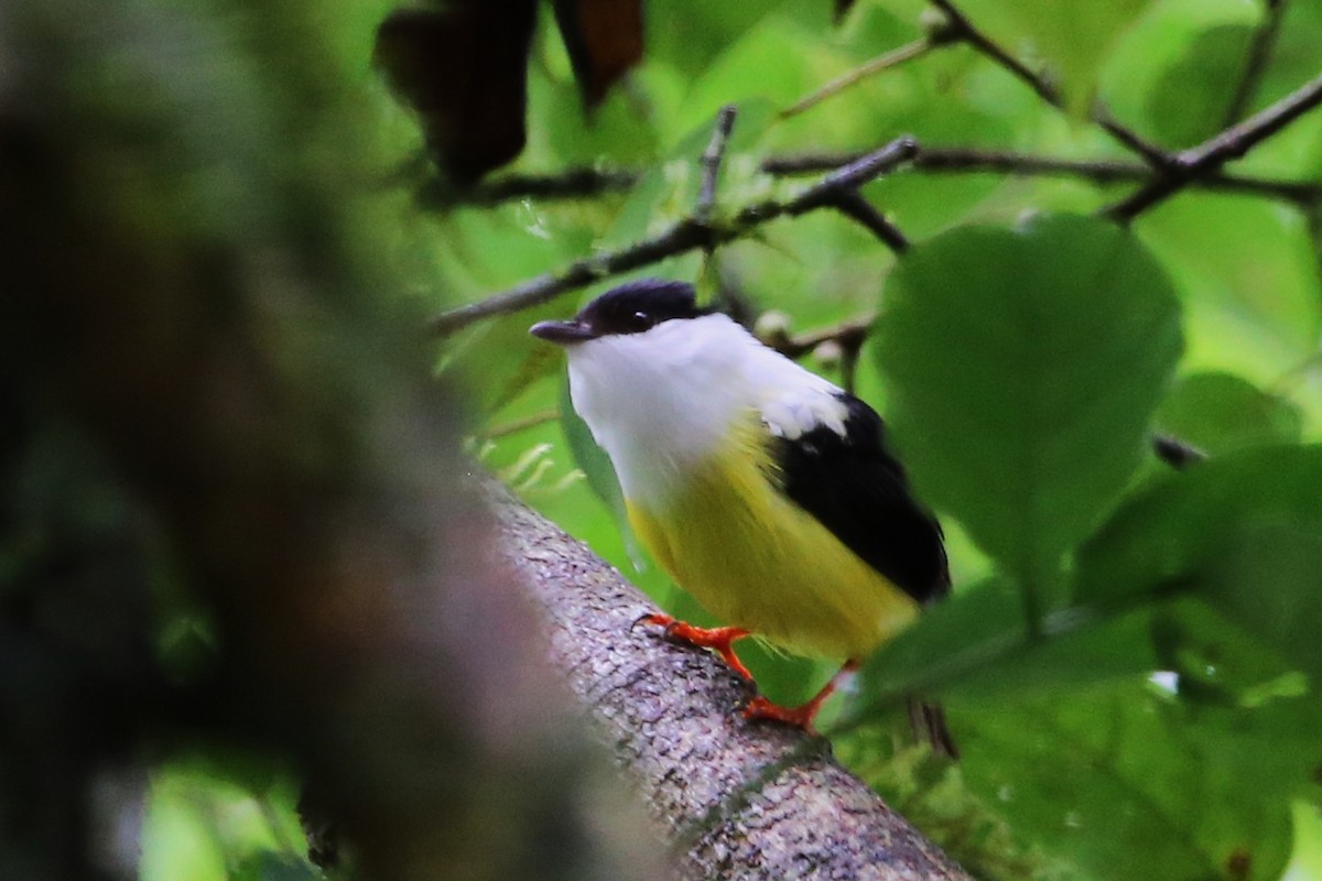 White-collared Manakin - ML642989618