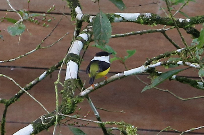 White-collared Manakin - ML642989619