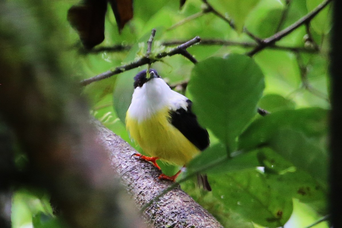 White-collared Manakin - ML642989620