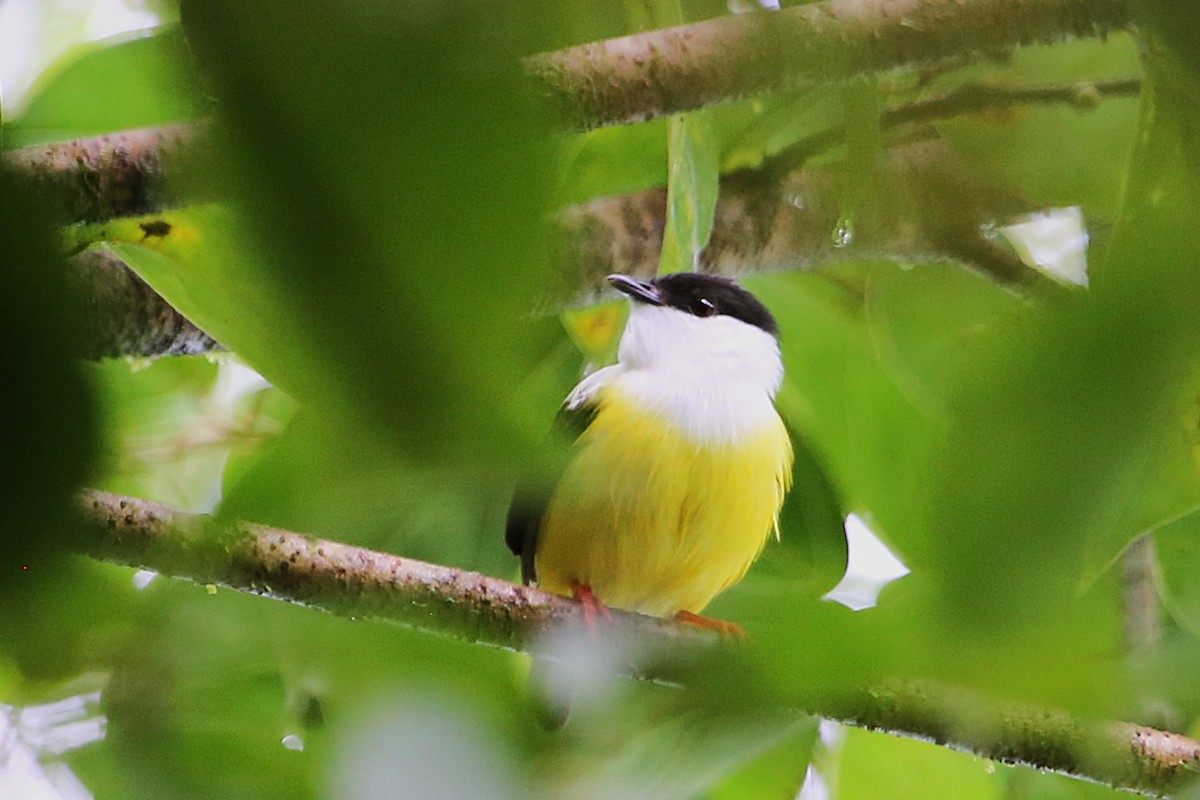 White-collared Manakin - ML642989621