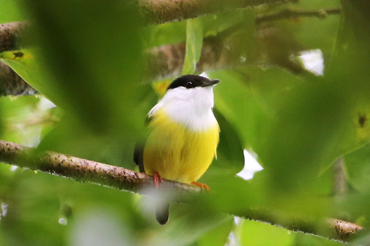 White-collared Manakin - ML642989622