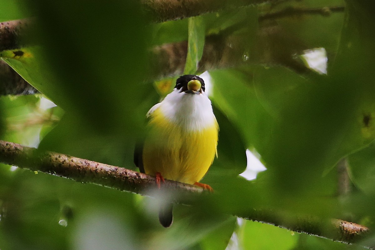 White-collared Manakin - ML642989623