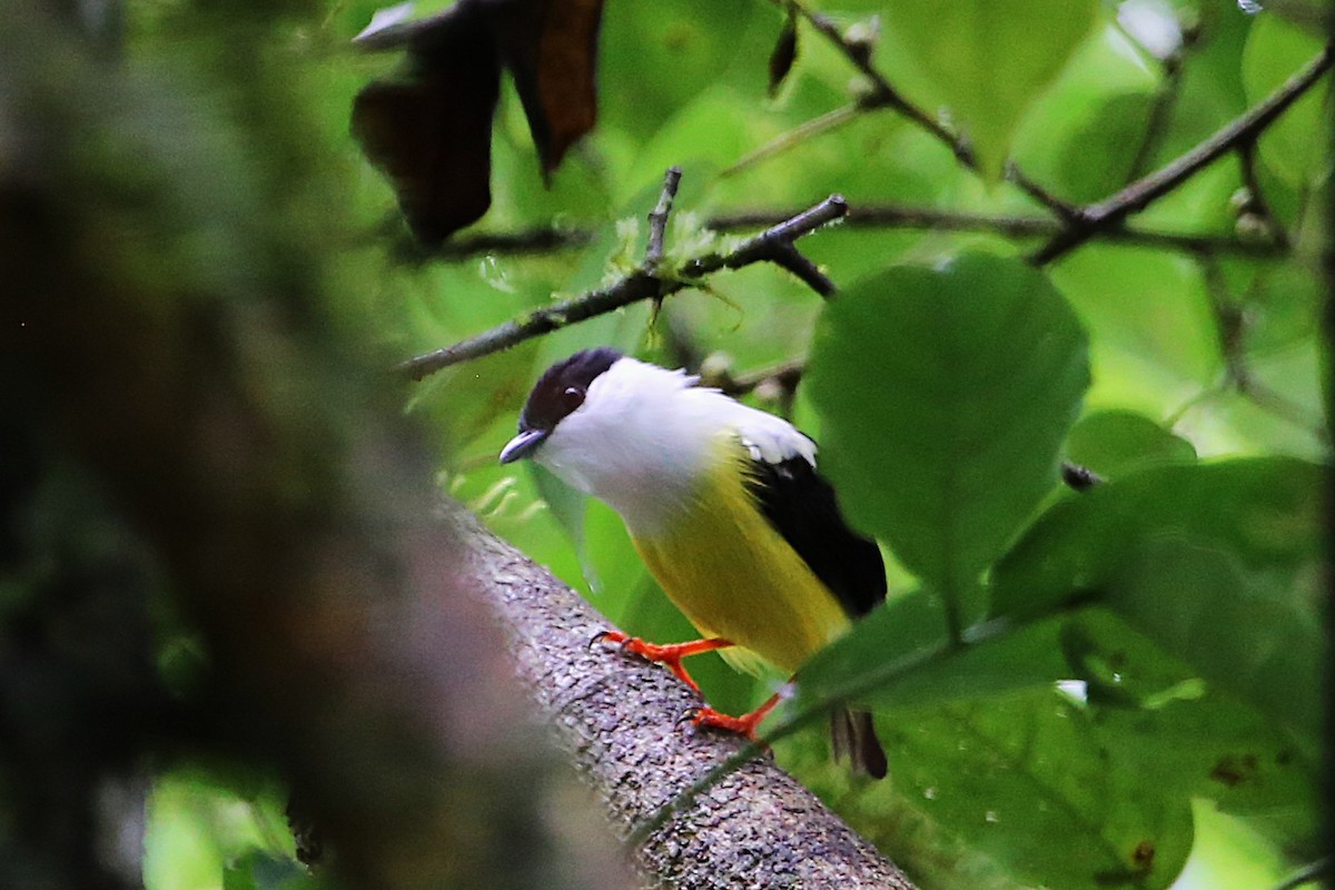 White-collared Manakin - ML642989624