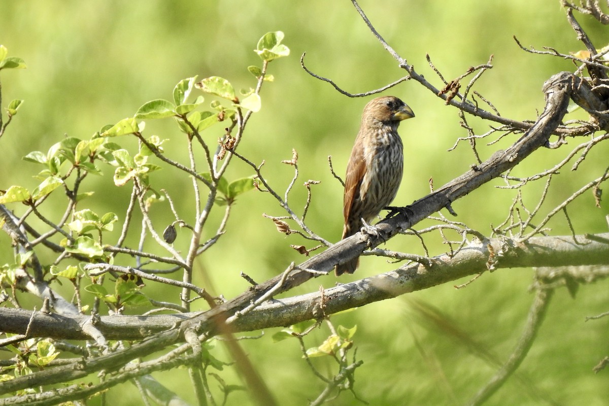 Grosbeak Weaver - ML642989625