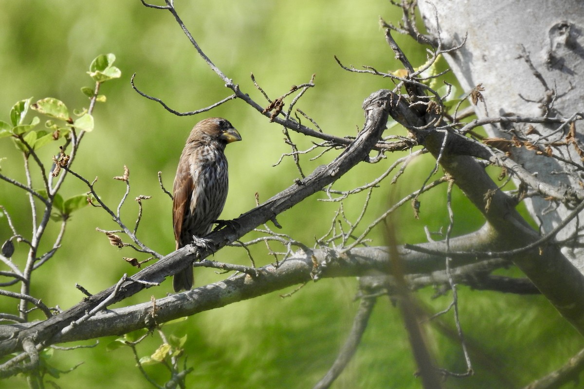 Grosbeak Weaver - ML642989626