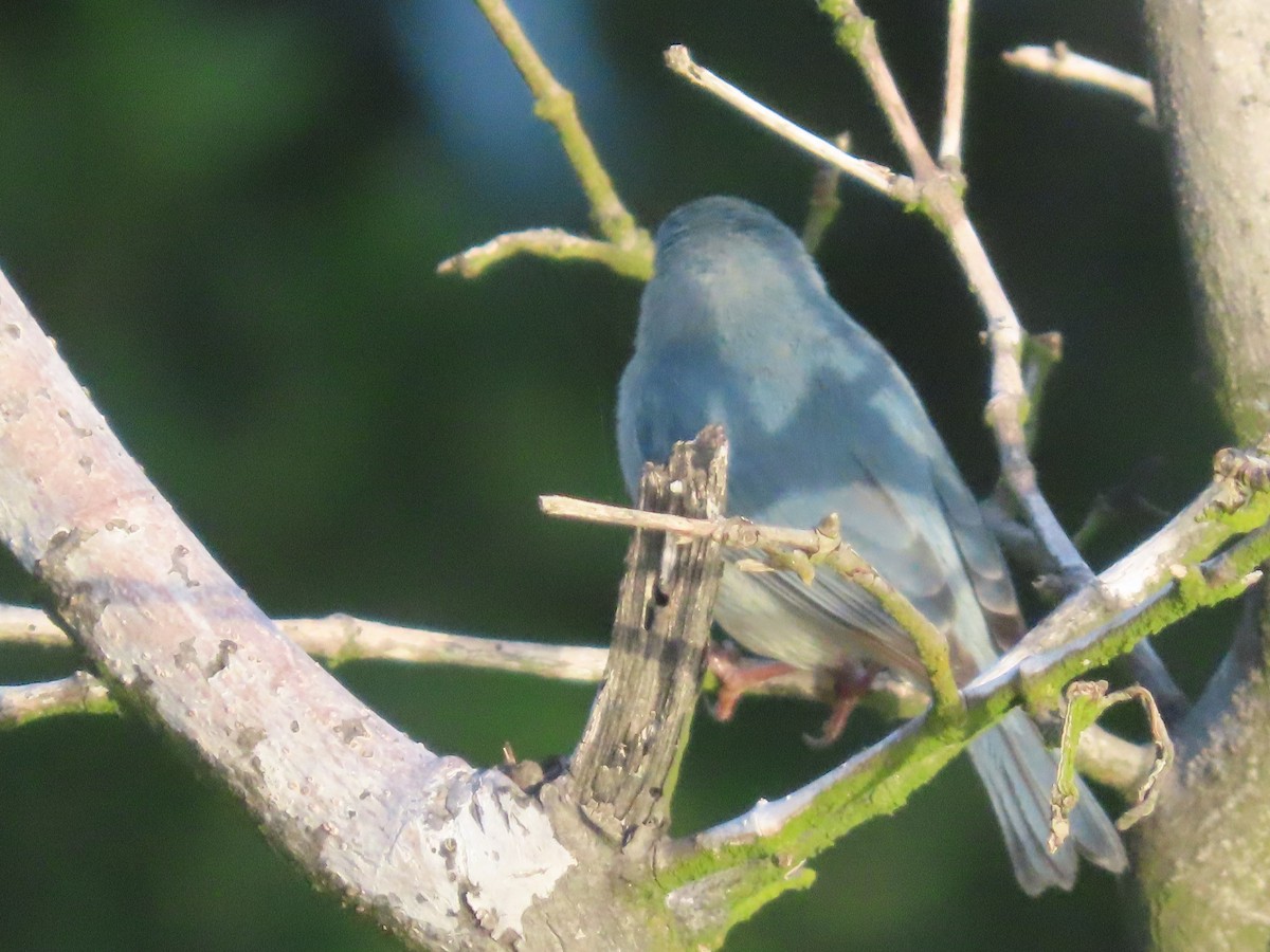 Bicolored Conebill - ML642989631