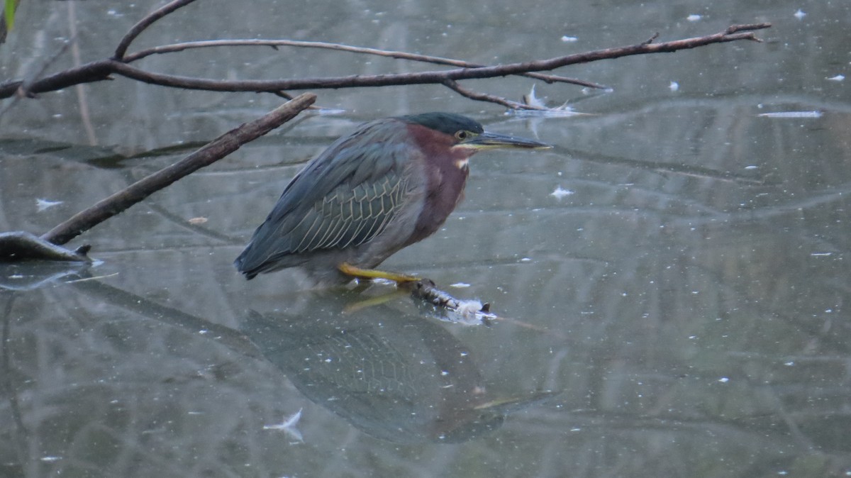 Green Heron - ML642989633
