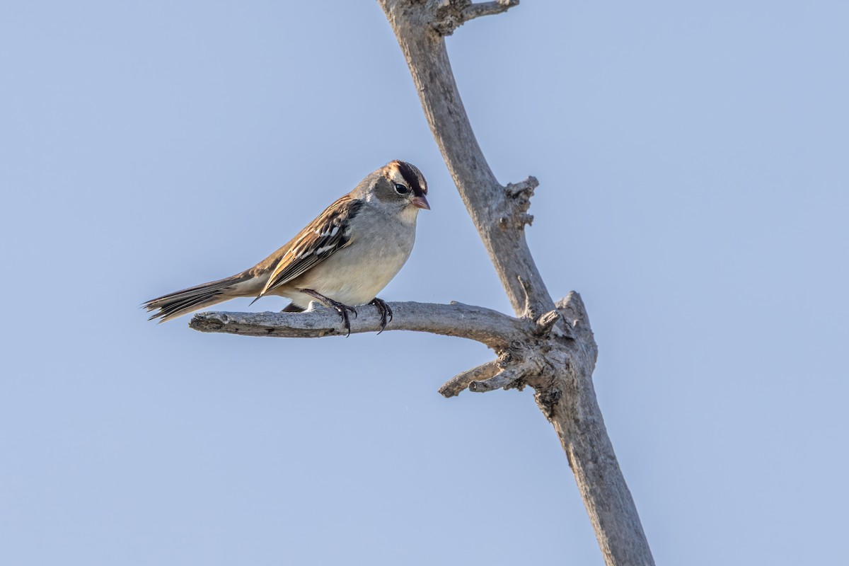White-crowned Sparrow - ML642989634