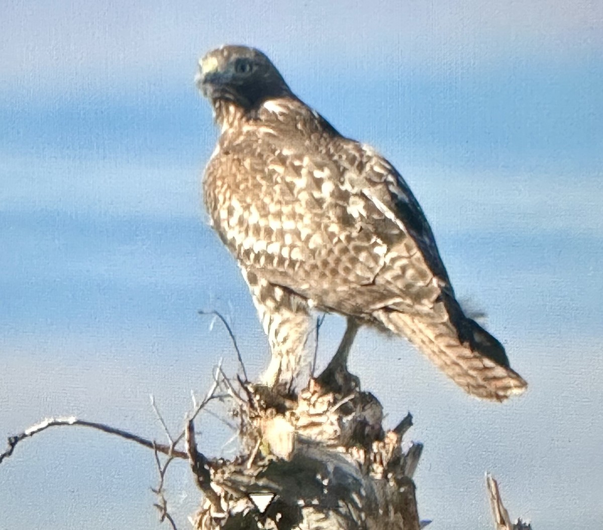 Red-tailed Hawk - ML642989639