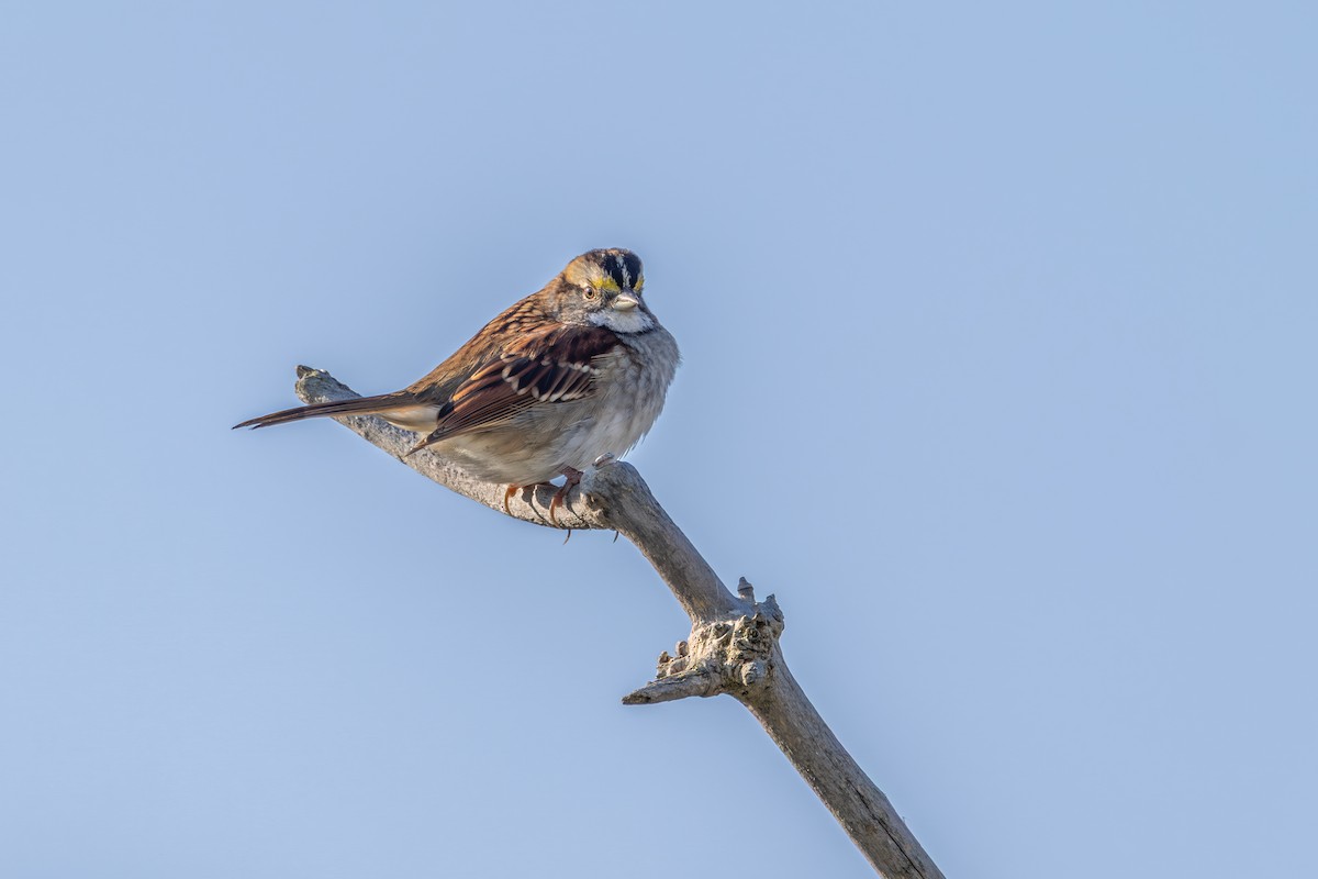 White-throated Sparrow - ML642989642