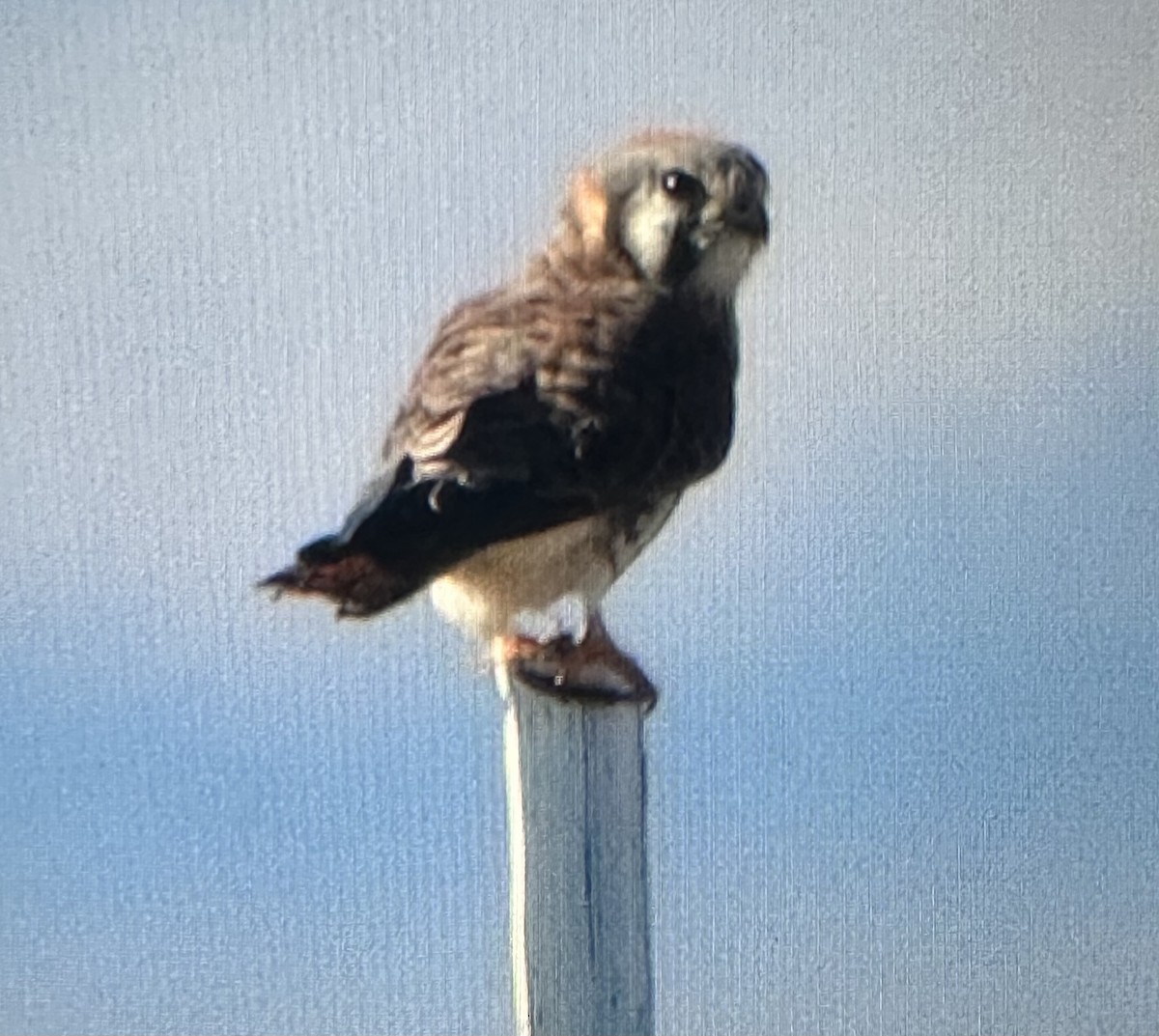 American Kestrel - ML642989644