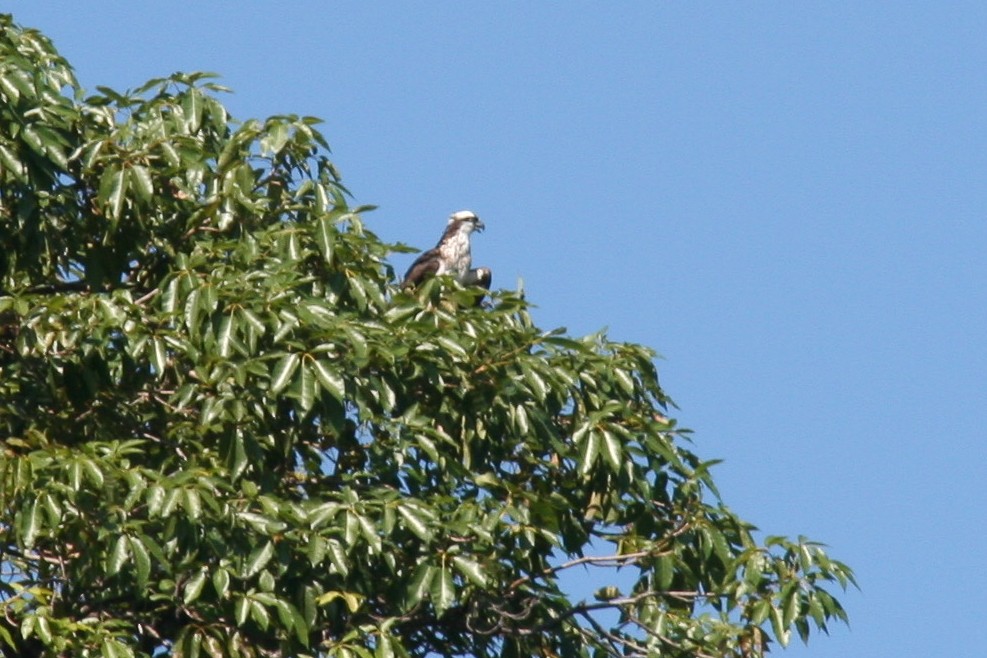 Balbuzard pêcheur - ML642989650
