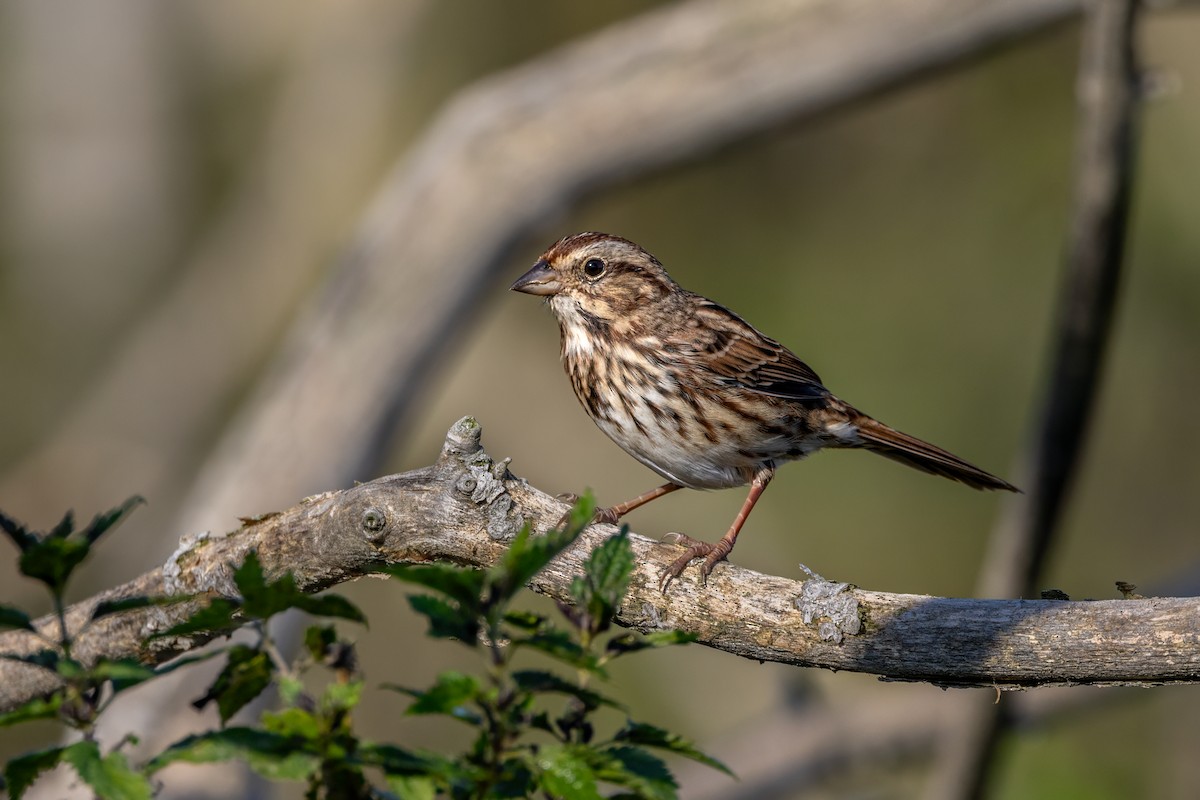 Song Sparrow - ML642989654