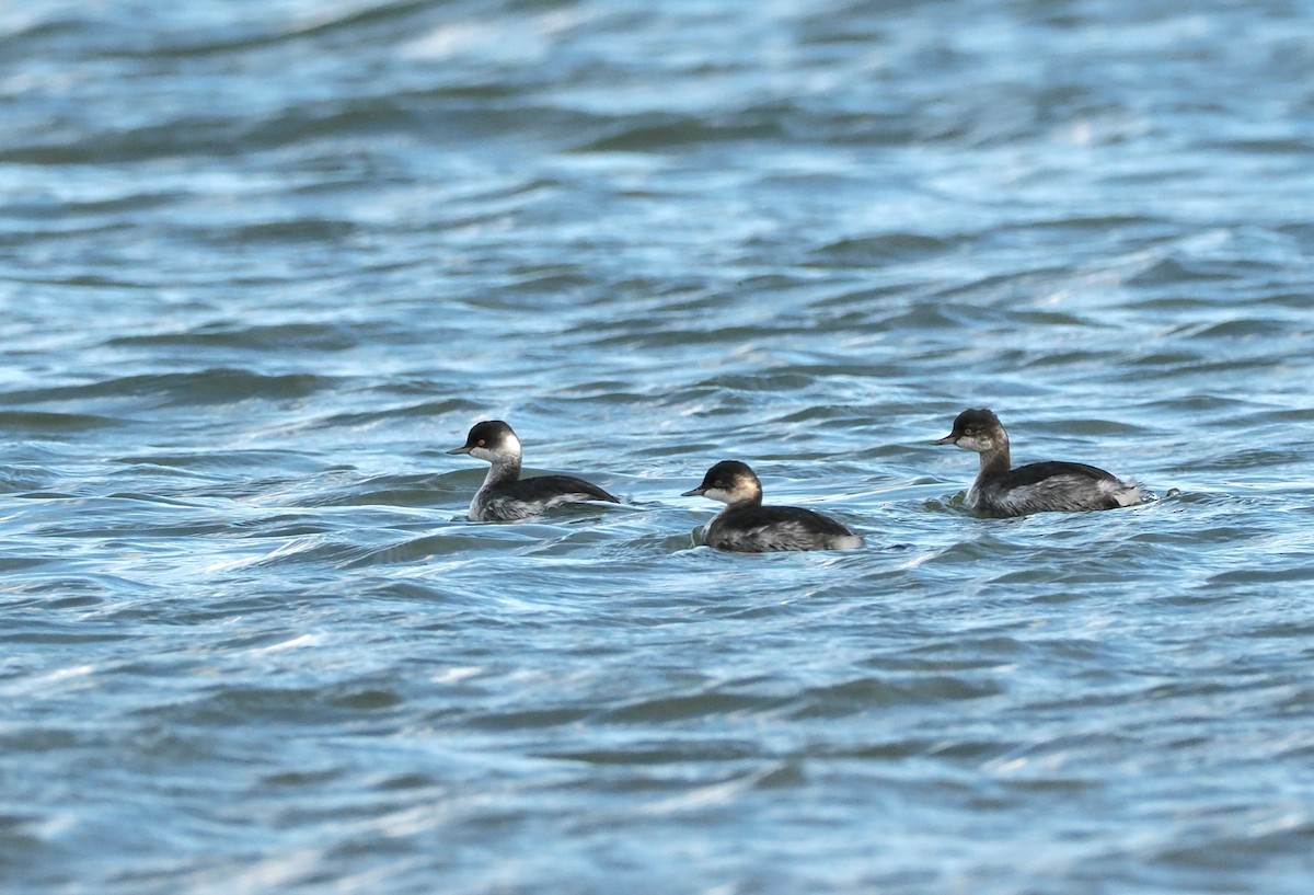 Eared Grebe - ML642989655