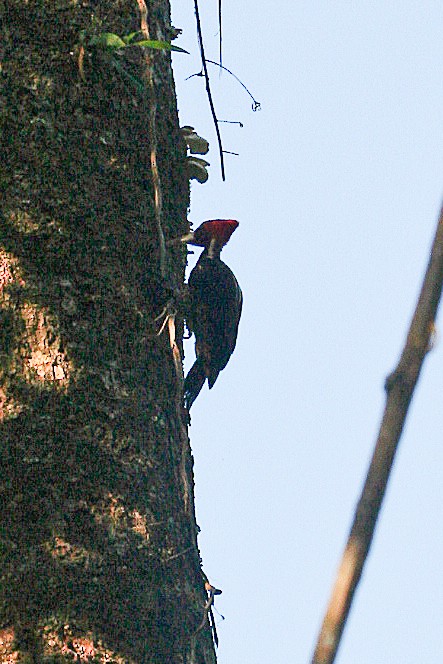 Pic à bec clair - ML642989659