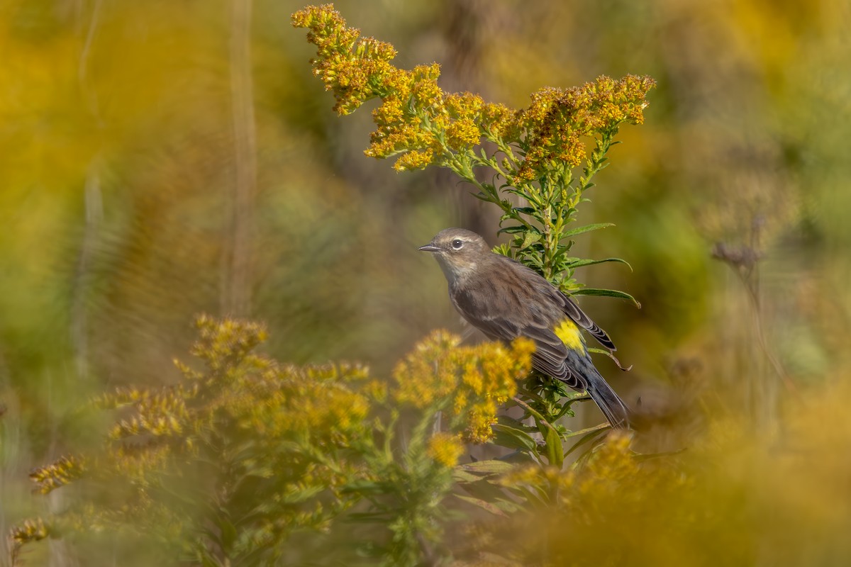 Yellow-rumped Warbler - ML642989666