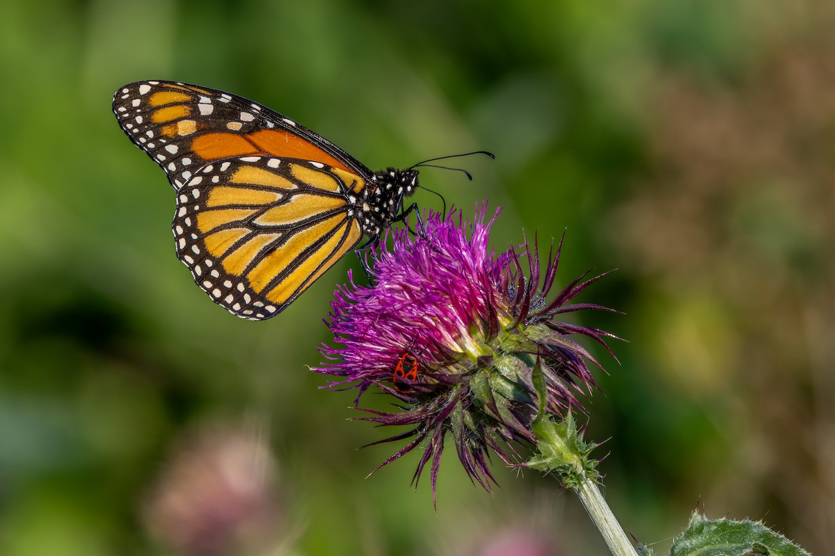Monarch - ML642989687