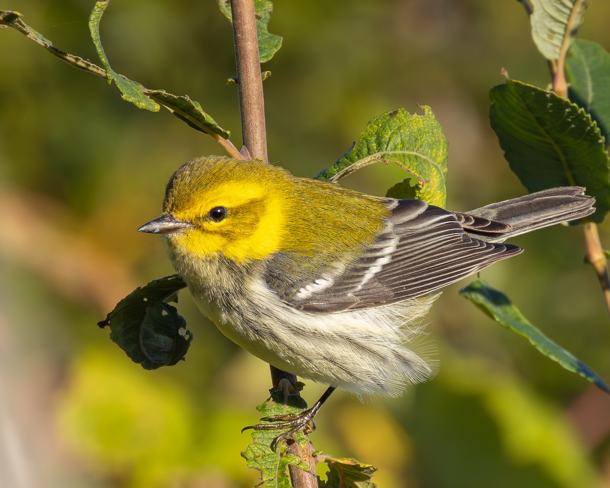 Black-throated Green Warbler - ML642989688