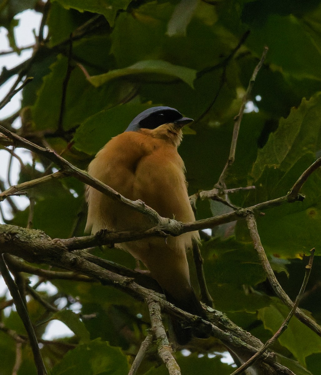 Fawn-breasted Tanager - ML642989693