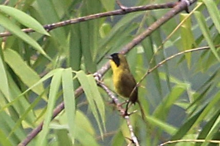 Olive-crowned Yellowthroat - ML642989714