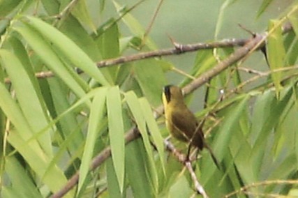 Olive-crowned Yellowthroat - ML642989715