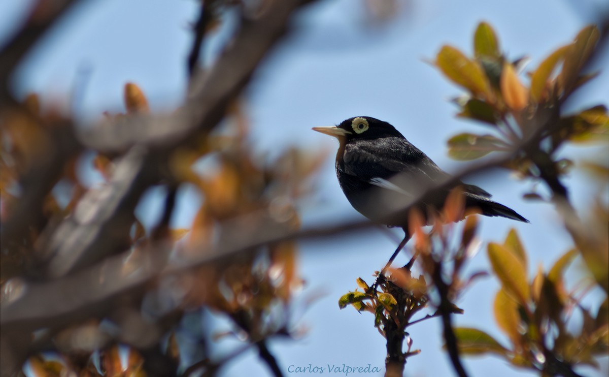 Spectacled Tyrant - ML642989726