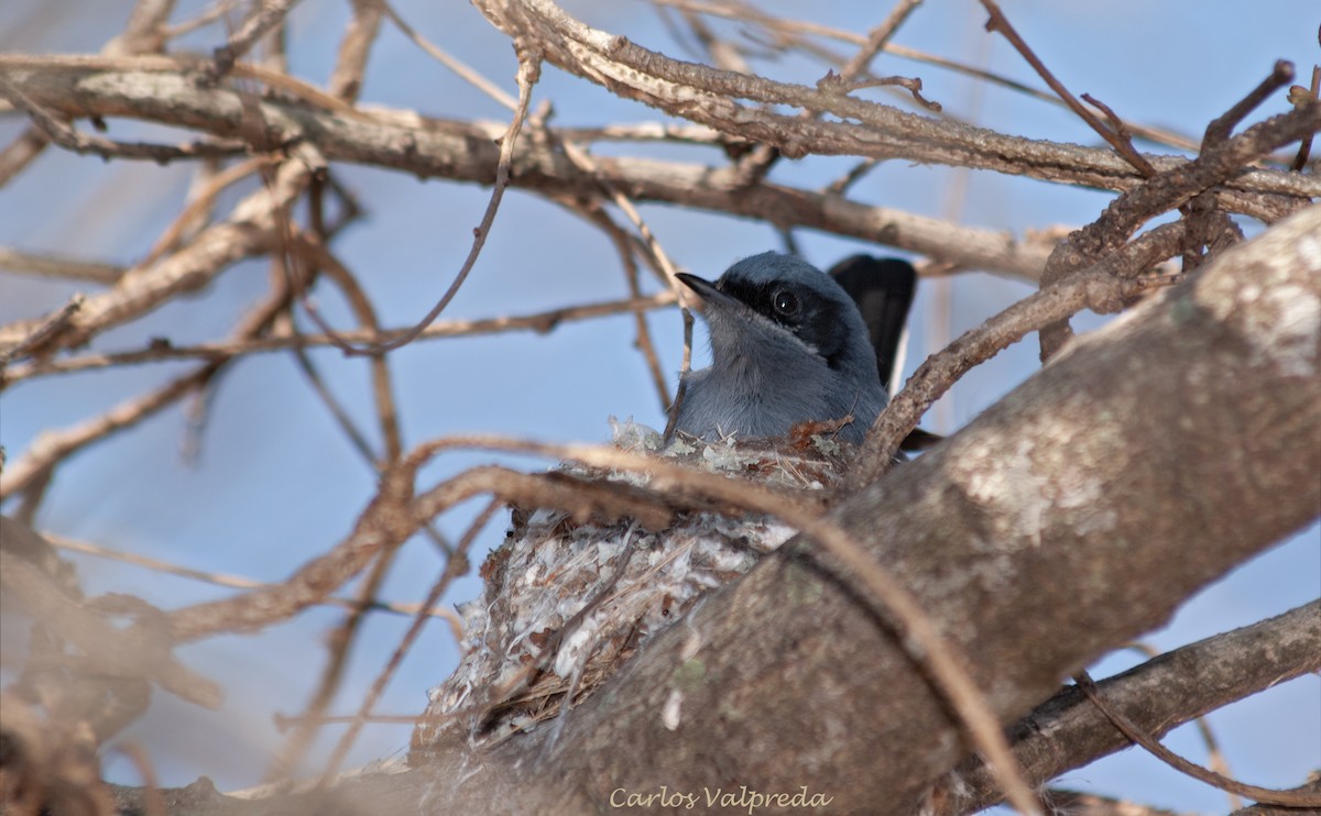 Masked Gnatcatcher - ML642989736