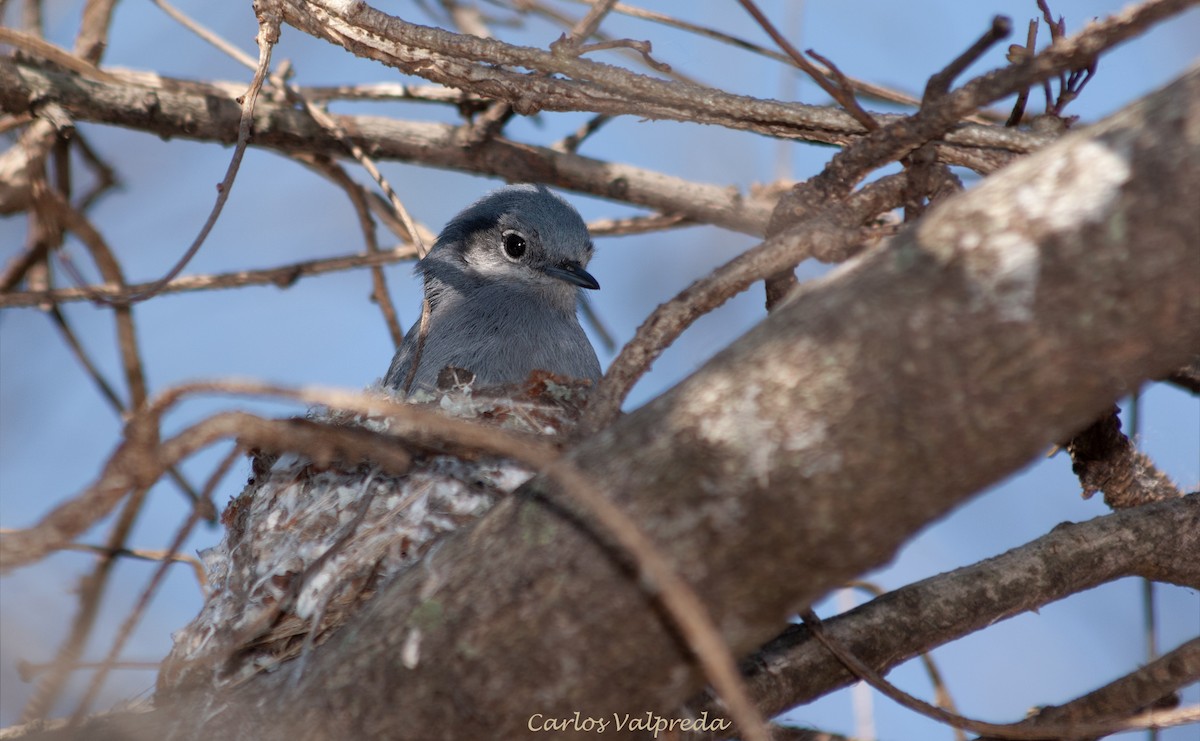 Masked Gnatcatcher - ML642989742