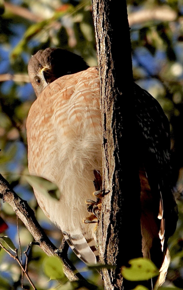 Red-shouldered Hawk - ML642989748
