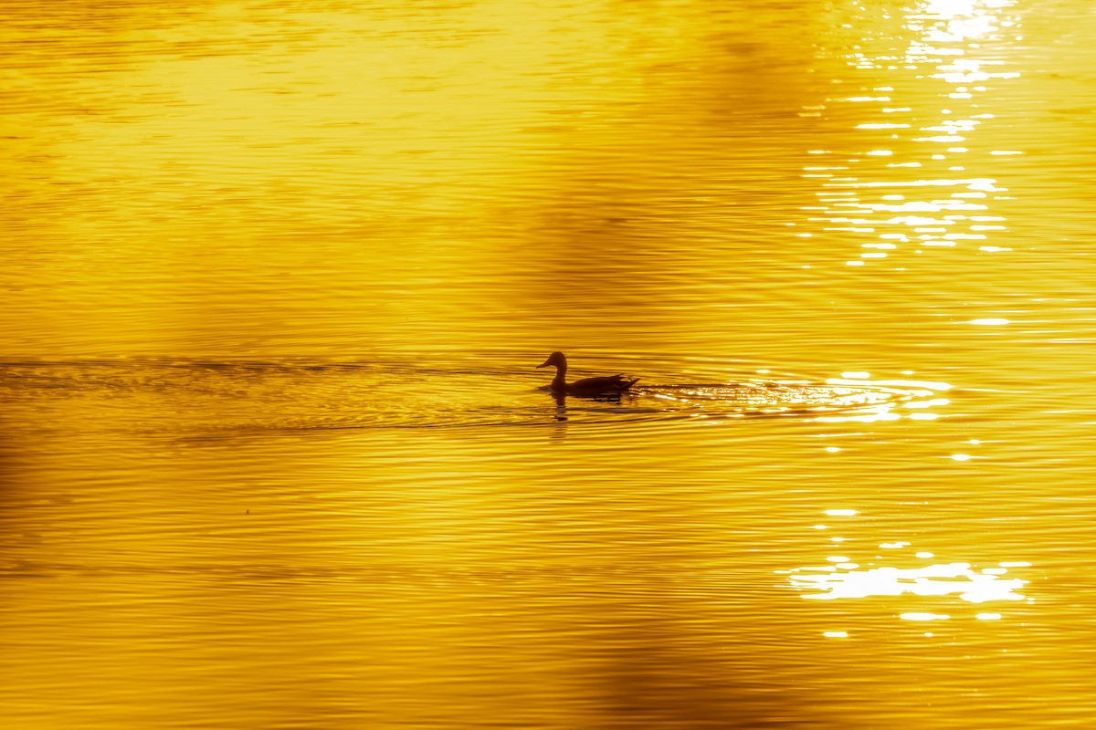 Зэрлэг нугас - ML642989749