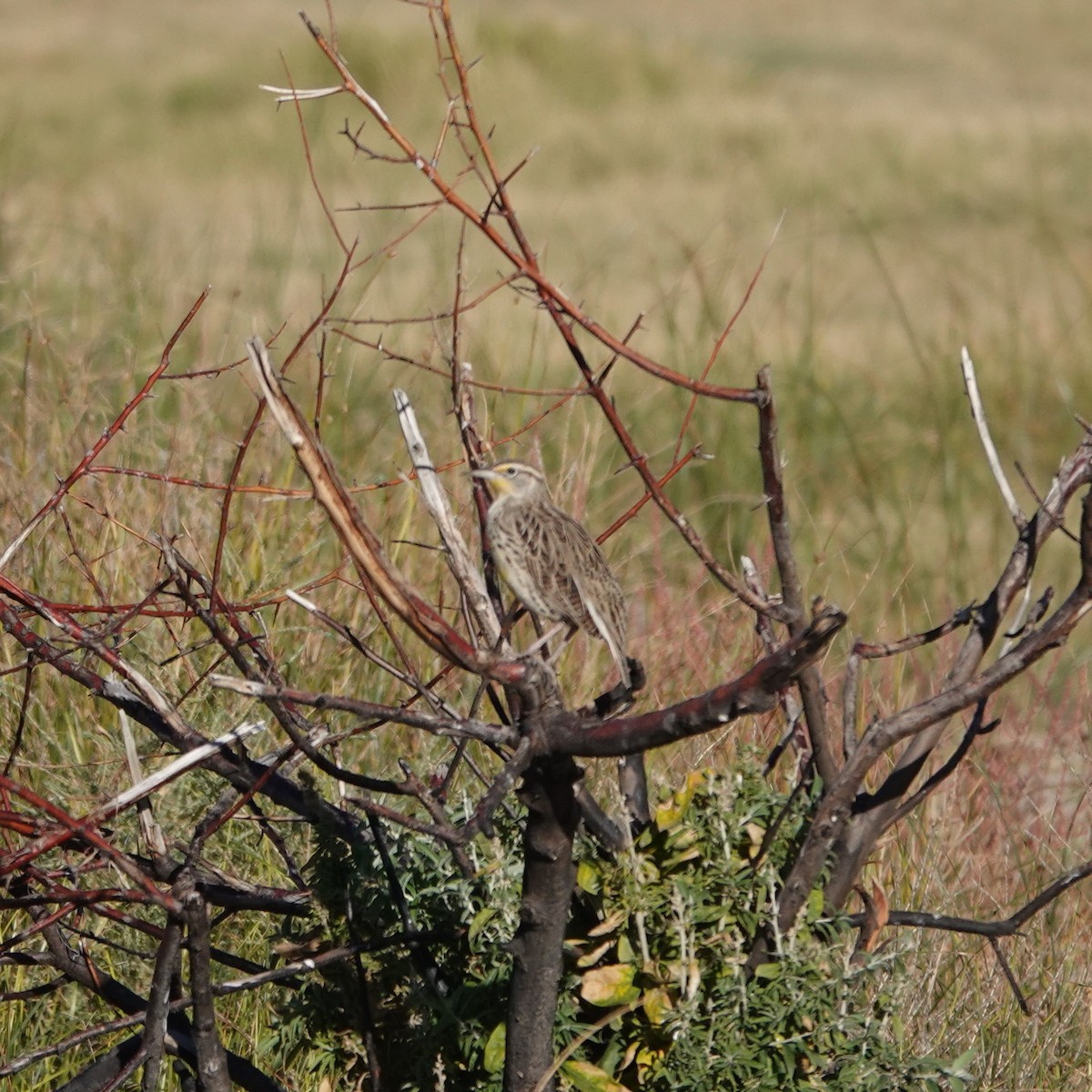 Western Meadowlark - ML642989767