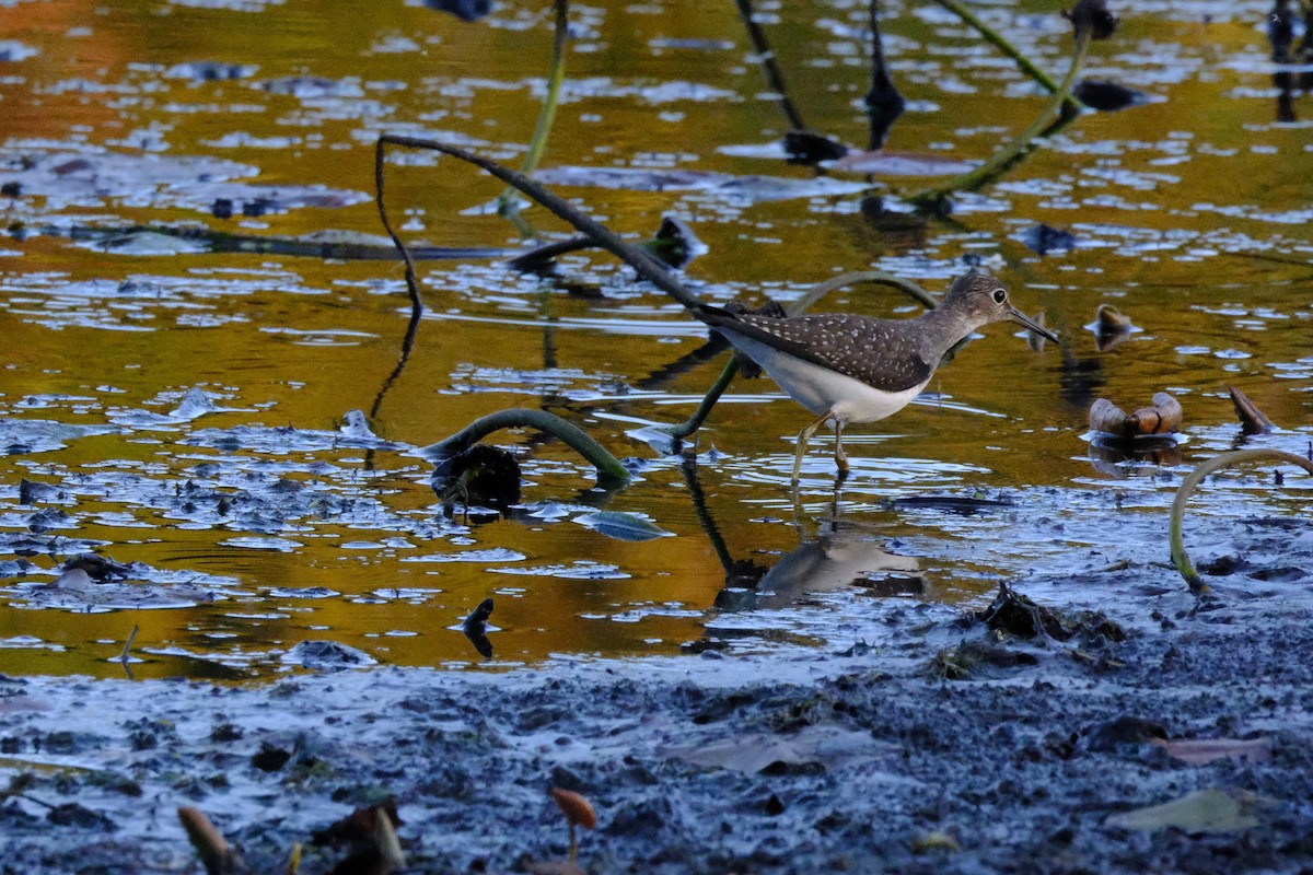 Solitary Sandpiper - ML642989777