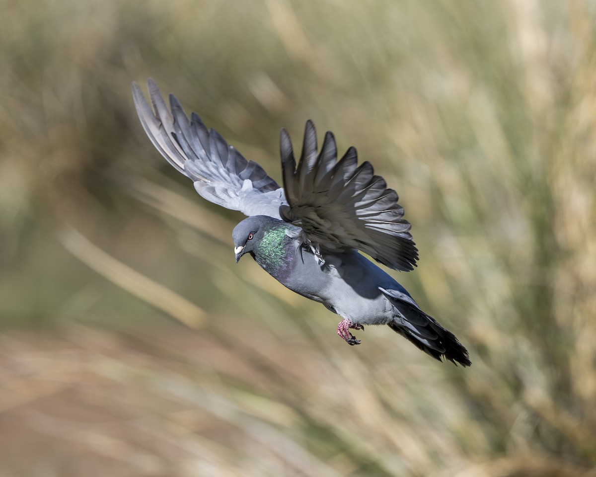 Rock Pigeon (Feral Pigeon) - ML642989794